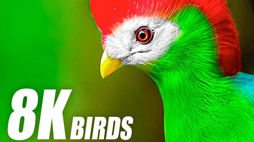 8K HDR 60FPS 超高清神奇鸟类特辑 Amazing Birds Special Collection in 8K ULTRA HD HDR