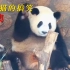 大熊猫搞笑合集