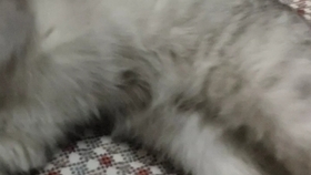 3c1f57fa00f22715431c9ff703eabdbc9f25ae0f.jpg@280w_158h_1c_100q.jpg