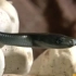 【Smithsonian Channel】记录黑曼巴蛇的出生