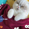 朋友的小奶加菲猫｜给手舔手 给脚舔脚