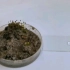 立碗藓孢子显微观察