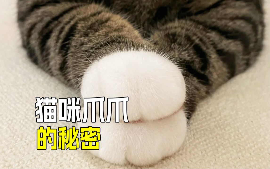 🐾猫咪爪爪的趣味知识，你了解多少㊙️