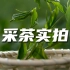 茶农采茶唯美农业视频素材【VJshi视频素材】