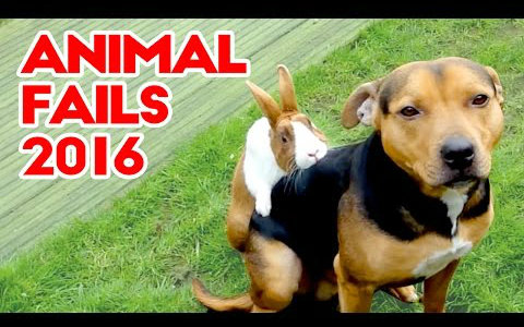 2016傻缺视频【68】动物们的傻缺锦集_搞笑_