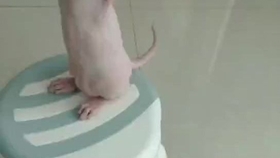 3c4db0e06c88b686d74a7b3b99a52bc0ce1e9bc4.jpg@280w_158h_1c_100q.jpg