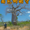 荒原中的庇护所： 猴面包树是当地干旱地区的宝贵水源，守护着村民的生活和生存