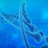 什么是DNA的限制性片段长度多态性？RFLP——一种典型的遗传标记