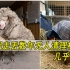 绵羊因走丢数年无人清理绵毛，被发现后一次性清掉70斤羊毛