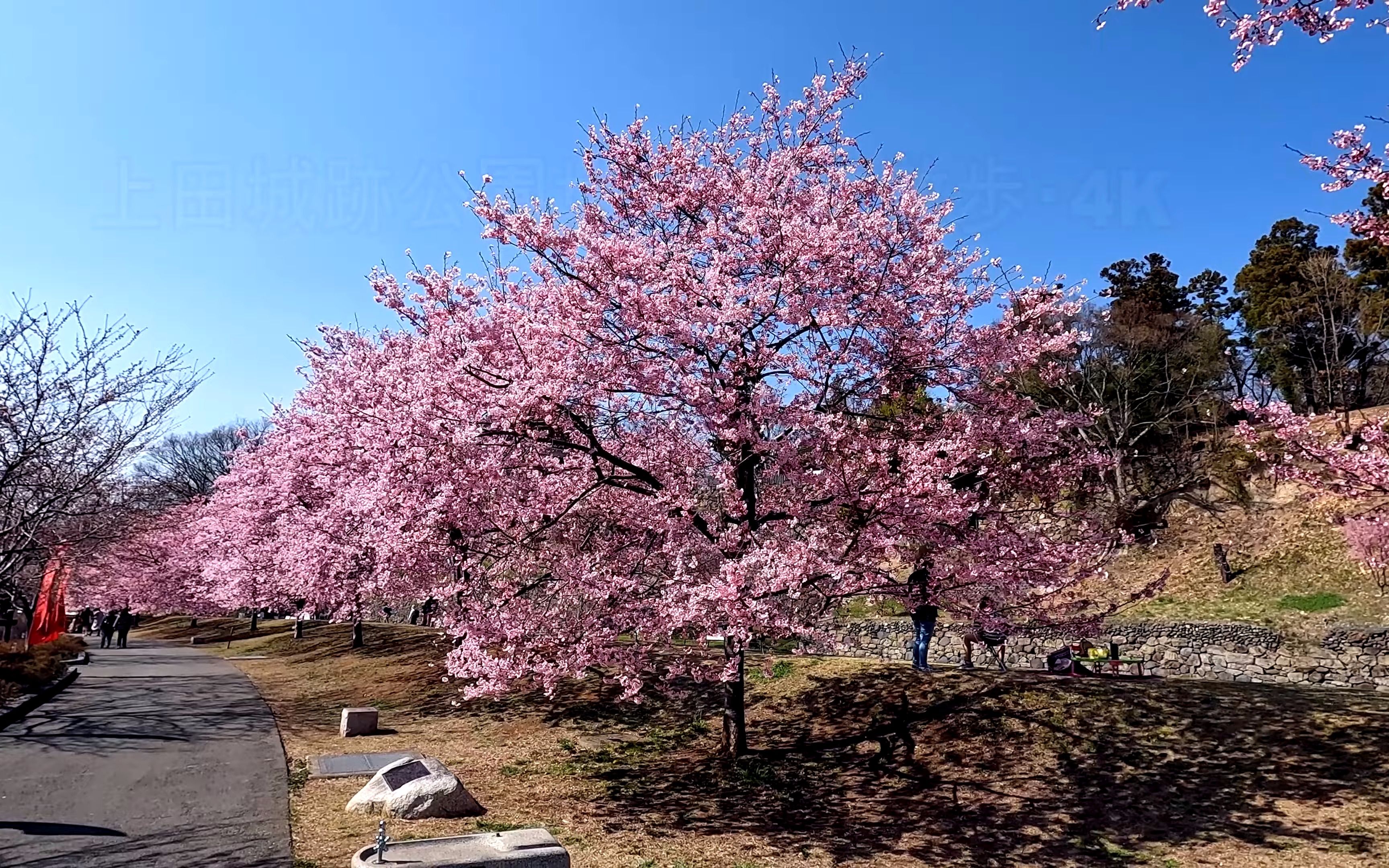 【超清日本】第一视角 上田城跡公園 满开的樱花 (4K超清版) 2022.4