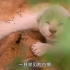 罕见白狮从小被种族嫌弃，单挑猎豹暴打鬣狗，一跃成王，纪录片