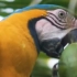 渴的时候，鹦鹉也会享受一颗夏日椰子