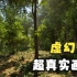虚幻5画面-真实的树林表现（这真是游戏画面吗？）