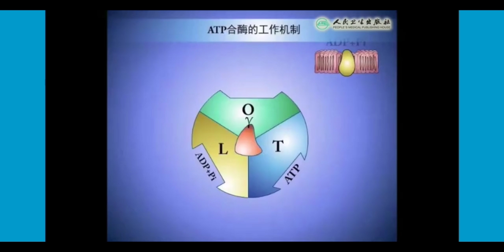 【生物化学与分子生物学】ATP合酶变构机制