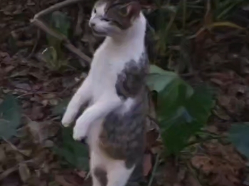 任意球大师之翩若惊鸿，婉若游龙