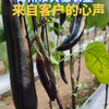 种苗种植基地