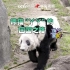 熊猫“丫丫”的回国之路