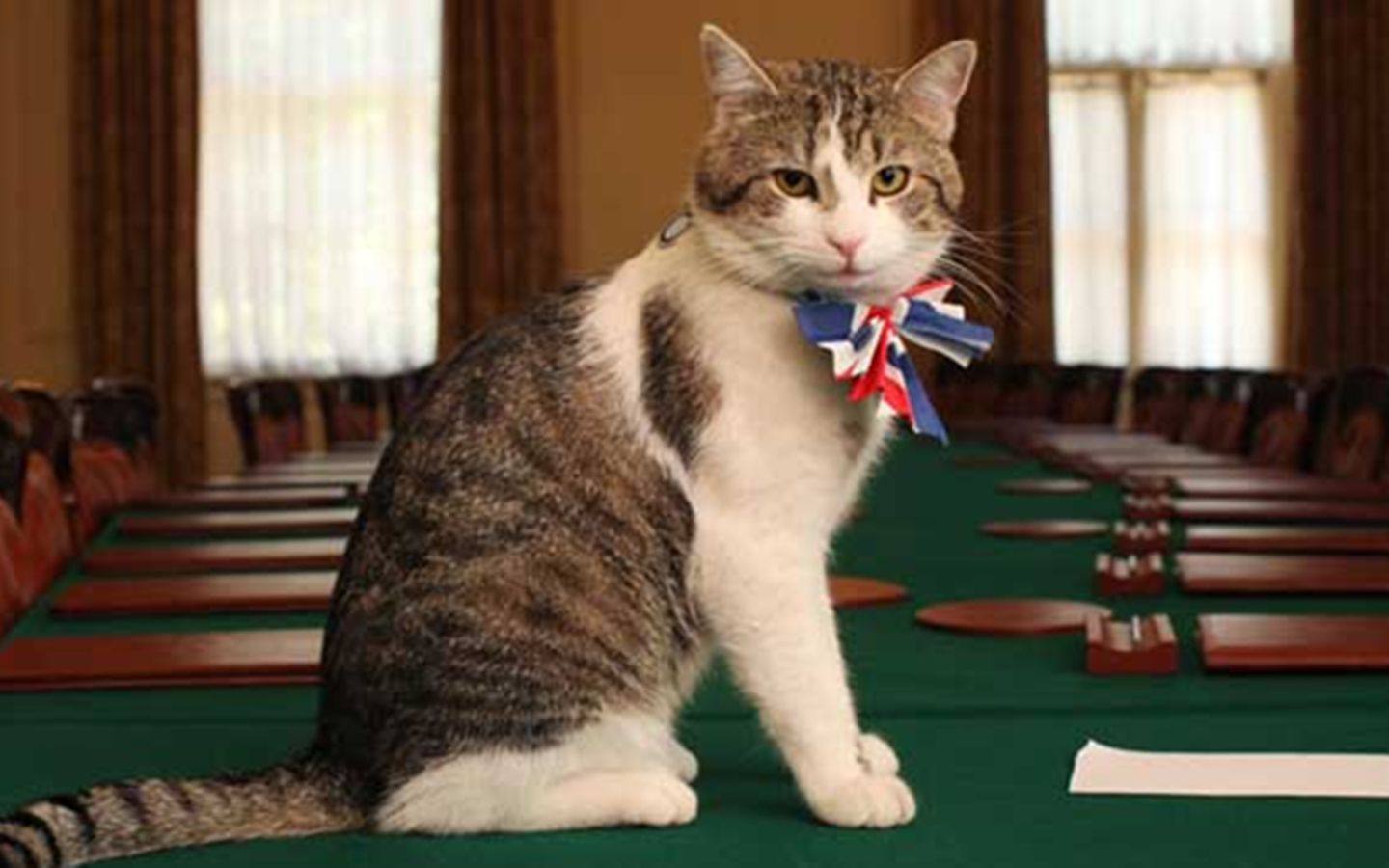 捕鼠大臣之争：一场英国官邸里的另类权利斗争，猫生也是艰难【寰球大百科362】