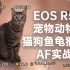 【真实试用】EOS R5 动物宠物面部对焦实测：猫狗鱼猴鸟龟