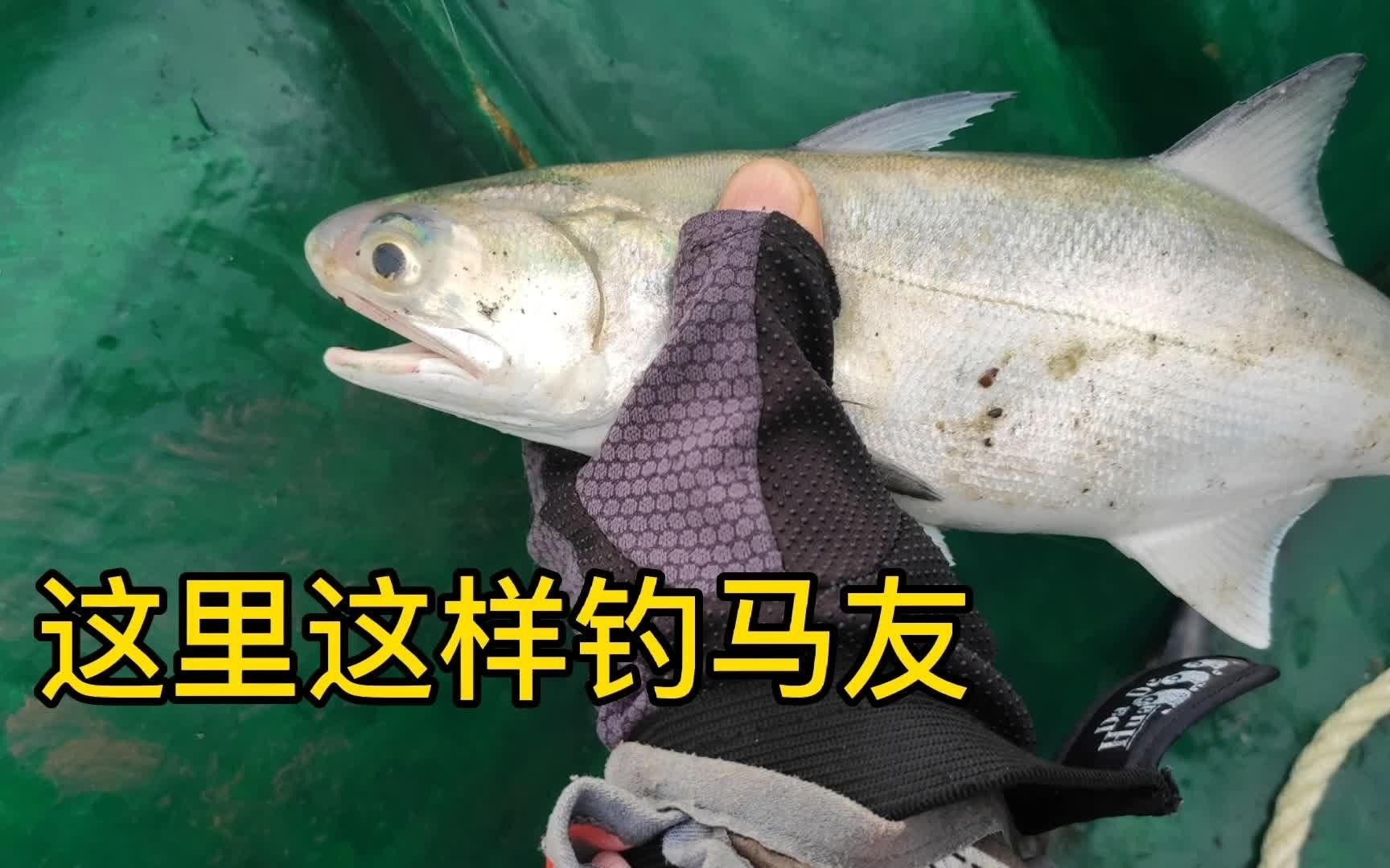 海钓,海上风力发电场这样钓马友鱼