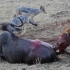 角马瘫在地上痛苦的看着鬣狗活吃自己