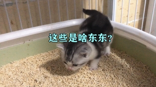 3d0e393f758c34ffc7e7759079bc3243a6917f7f.jpg@310w_174h_1c_100q.jpg