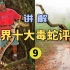 眼镜王蛇VS加蓬咝蝰VS巨蝮！谁才是世界上最大的毒蛇？