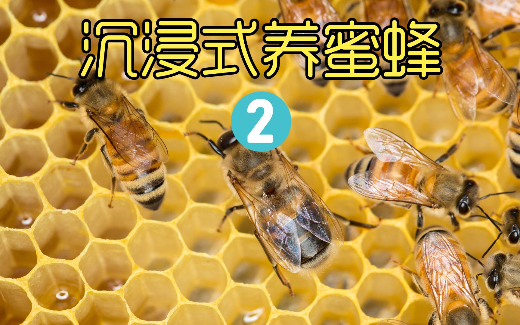 沉浸式养蜜蜂，打造透明蜂巢带来新的蜂王，没想到结果悲剧了