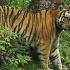 又一只雄性野生东北虎被拍到 它在做裂唇嗅