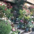 庭前容器花园丨居然用盆子也能种出如此丰富的花园搭配，各种月季、花灌木及宿根花卉
