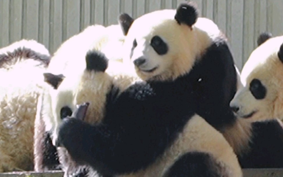兜兜：呜呜呜……这么多熊猫欺负我一个！