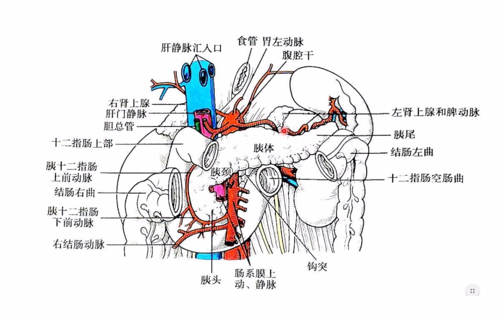 胰腺解剖之位置、分部与毗邻