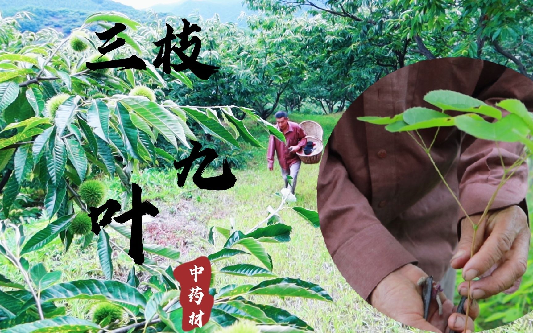 三枝九叶草-天目山药用植物-图片