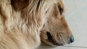 怎么哄狗狗睡觉 3d91191fe60a1f06f8d401606e77c2d1354d2587.jpg@280w_158h_1c_100q.jpg