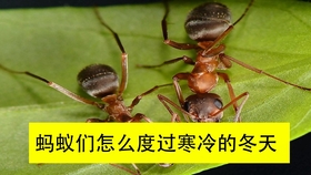 3d9585dc74e80f664d27c265f6bd30000e694354.jpg@280w_158h_1c_100q.jpg