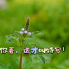 这个是，能压制高光的特写镜头