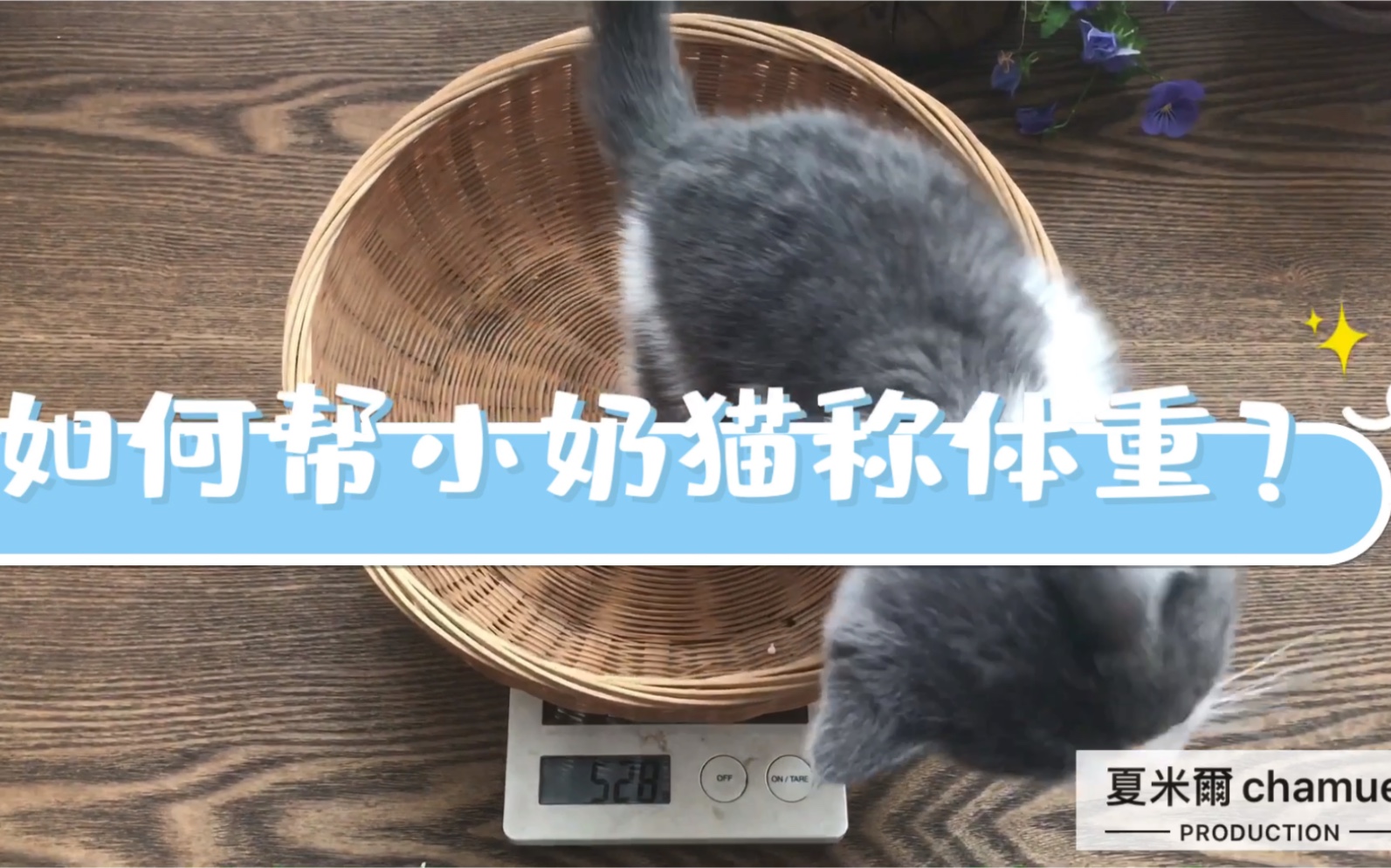 如何帮小猫称体重