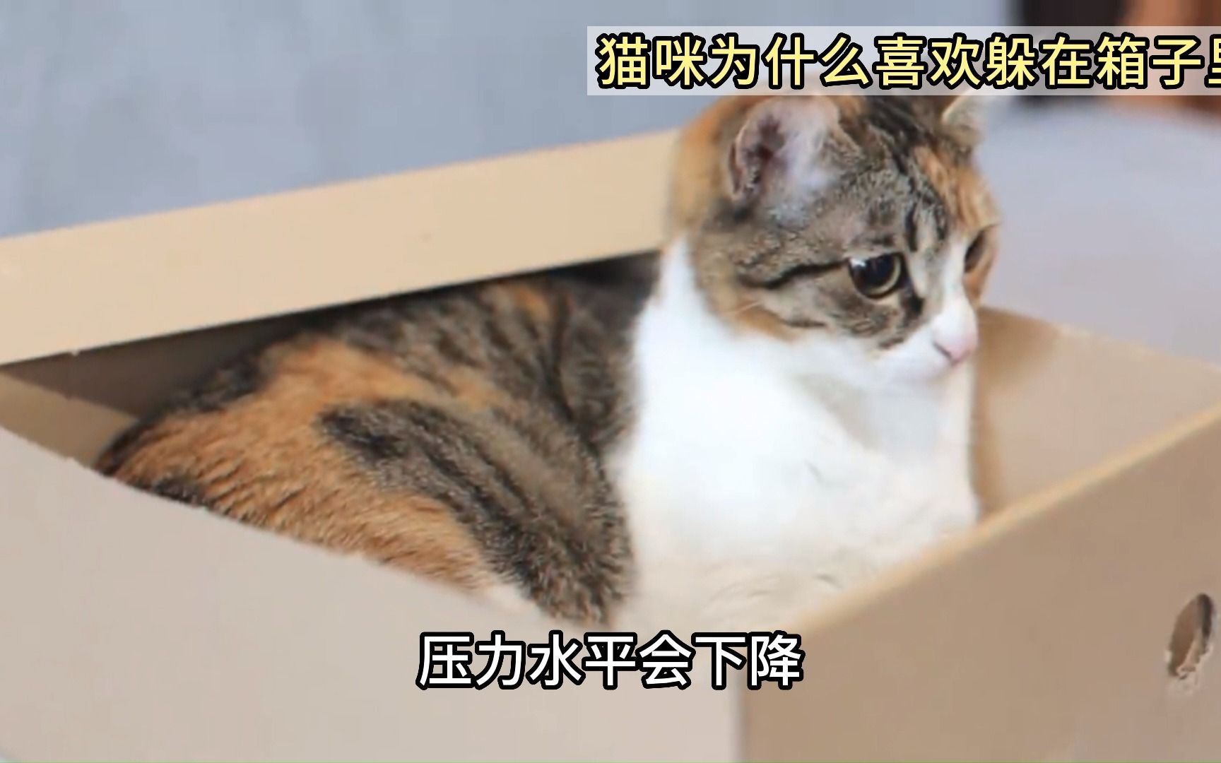 猫咪为什么喜欢躲在箱子里，当猫咪钻进箱子，不要开箱哦