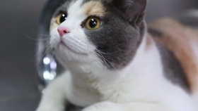 吸猫小能手 3db9e97d5973d595f59652c7244cc1e9ec440507.jpg@280w_158h_1c_100q.jpg
