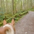 【马/助眠放松】第一人称骑马，穿行林间小道 | 环境音，马蹄声 | by Stable Horse Training