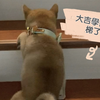 柴柴大吉爬樓梯