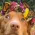 蝴蝶朋友！美国加州的一只狗狗，有着一群特别的朋友