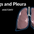 肺（结构、肺叶、胸膜、胸膜隐窝）