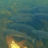鳟鱼鲑鱼的世界 - Incredible Underwater Video of Trout & Salmon