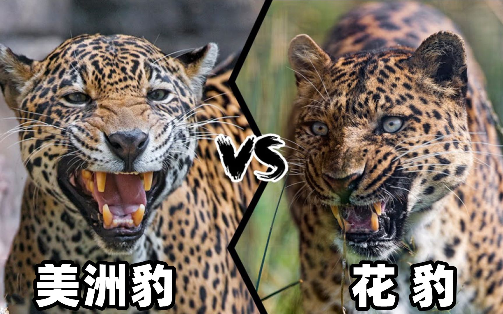 花豹vs美洲豹，究竟谁才是真正的猫科三哥呢？