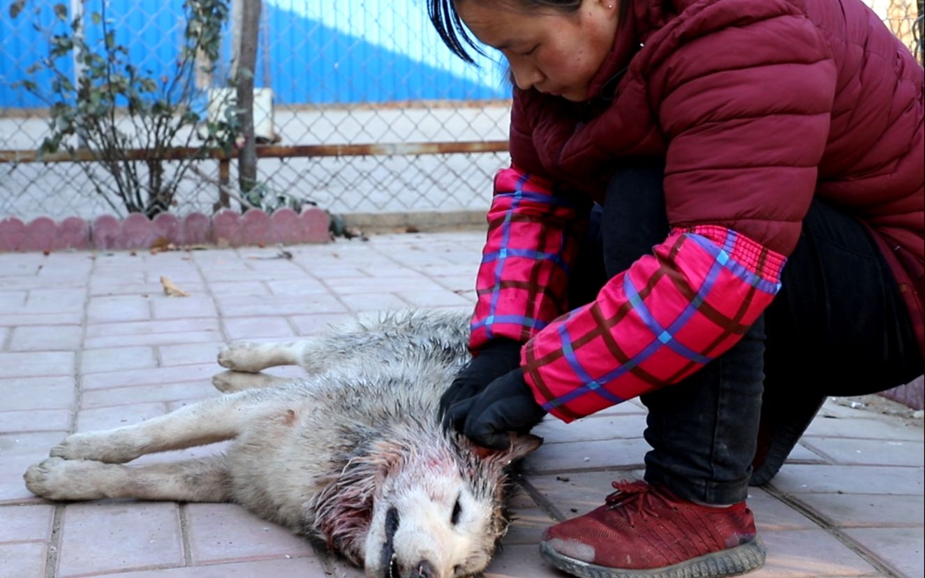 【杜高犬】这就是养烈性犬的悲惨下场,好好的一只哈士奇就这么没了哔哩哔哩bilibili