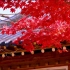 秋天寺庙风景视频素材