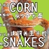 【克林顿爬宠】饲养玉米蛇的优点