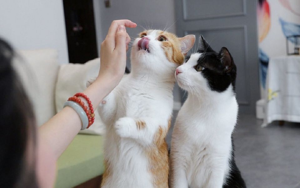 养猫小技巧大公开，暴增你的幸福感，快乐吸猫每一天！