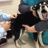 “小狗只需要负责可爱就好啦